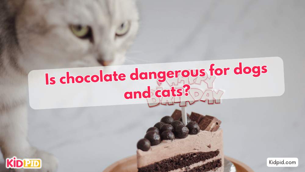 Is Chocolate Harmful To Dogs And Cats? Why Can't They Eat It?