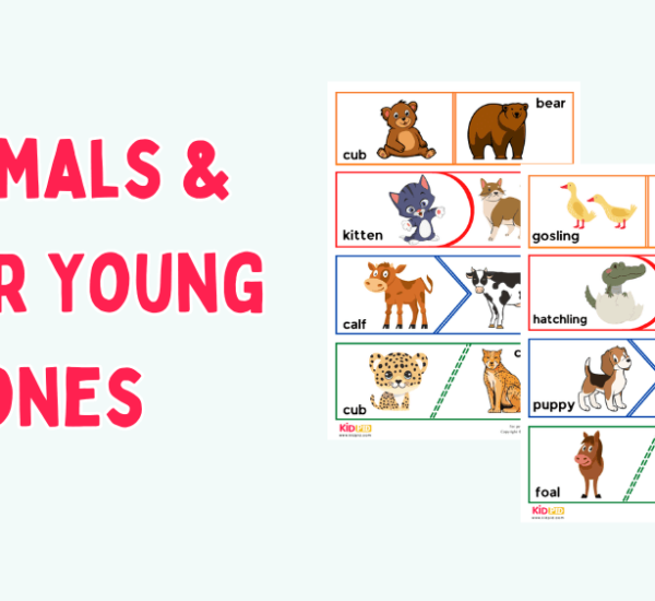 Animals & Their Young ones