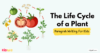 Paragraph on 'The Life Cycle of a Plant' - Kidpid