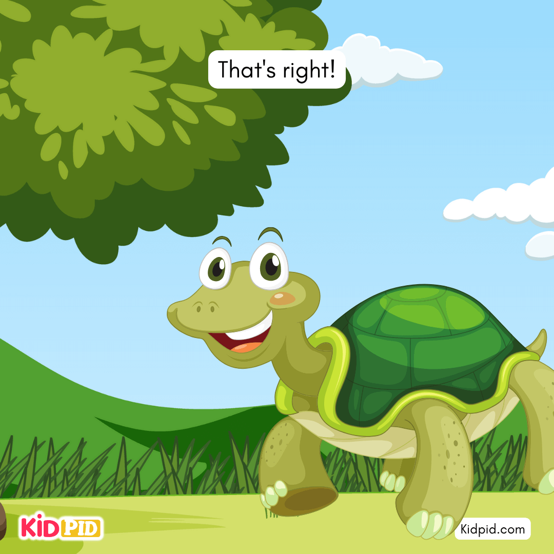 Fun Turtle & Tortoise Facts!
