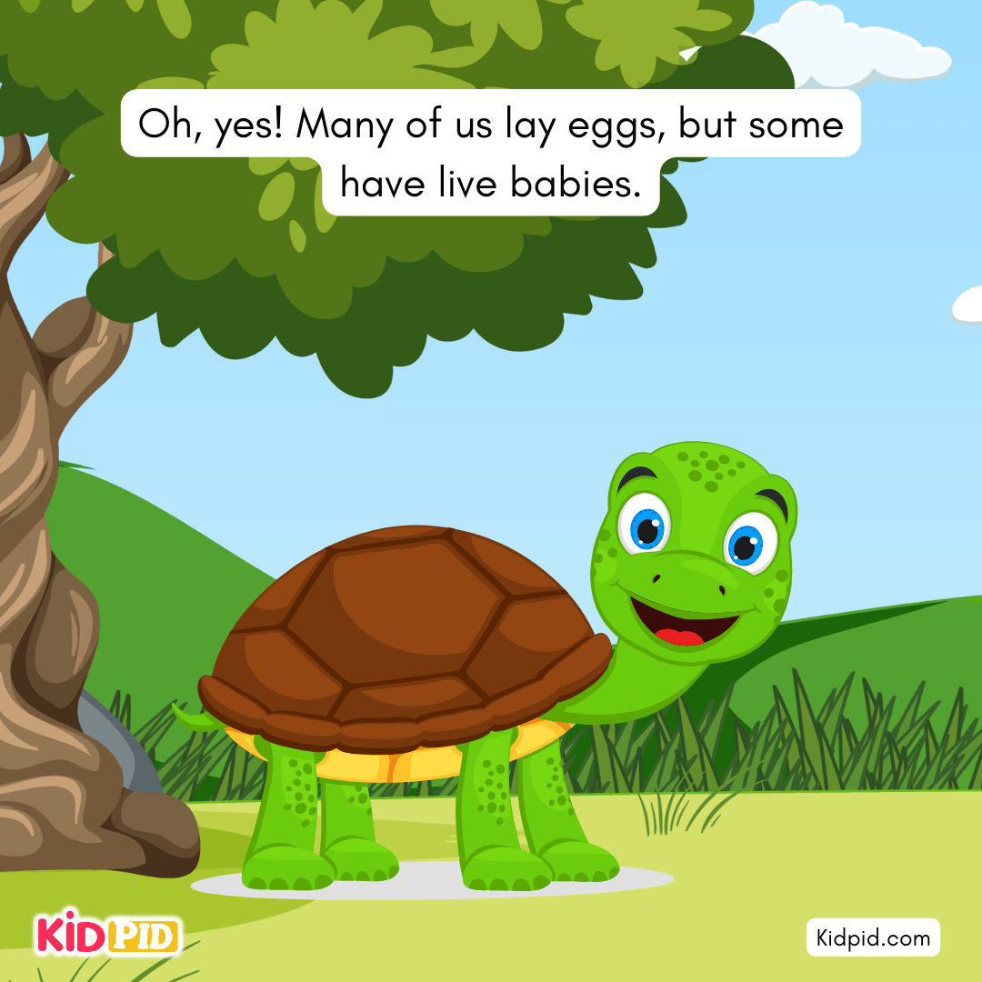 Fun Turtle & Tortoise Facts!