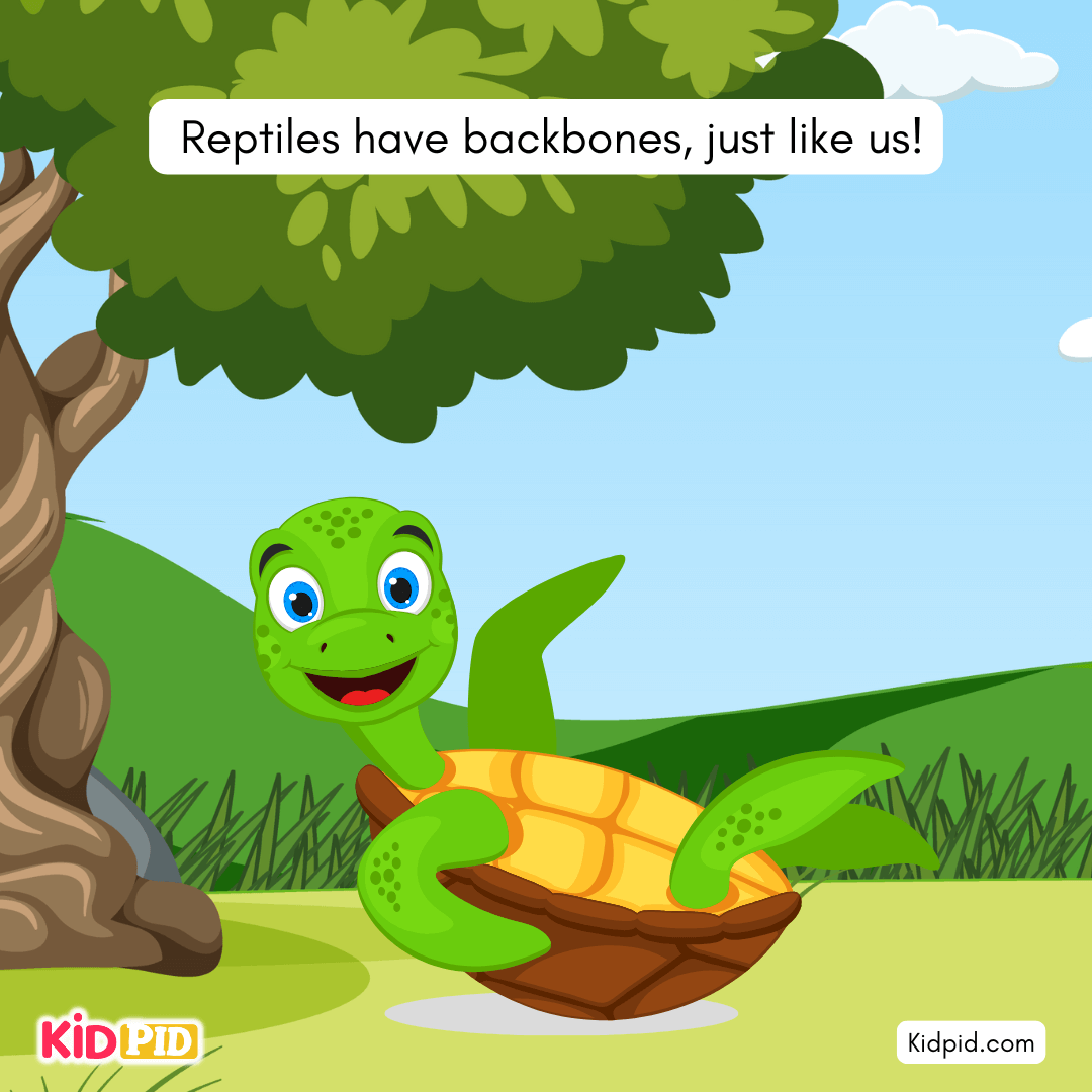 Fun Turtle & Tortoise Facts!