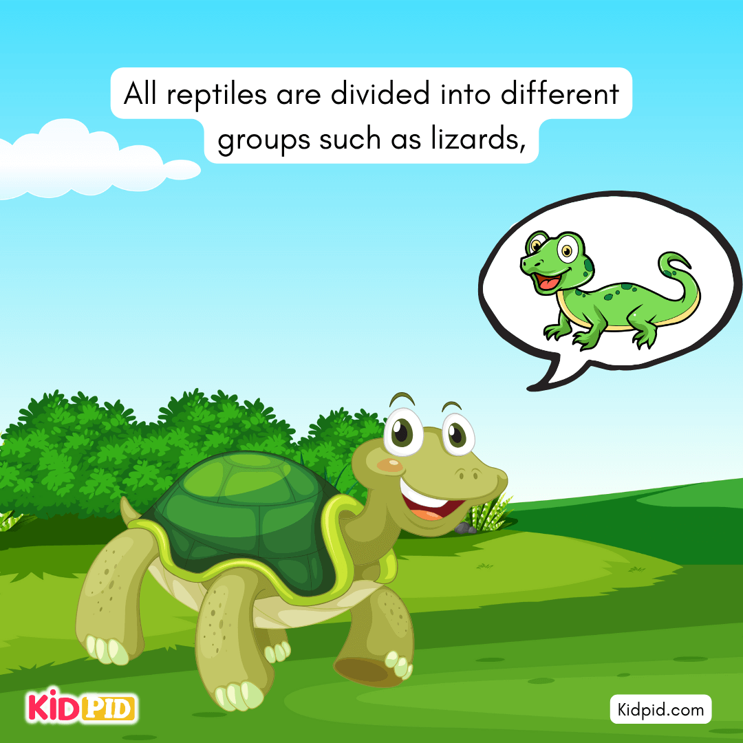 Fun Turtle & Tortoise Facts!