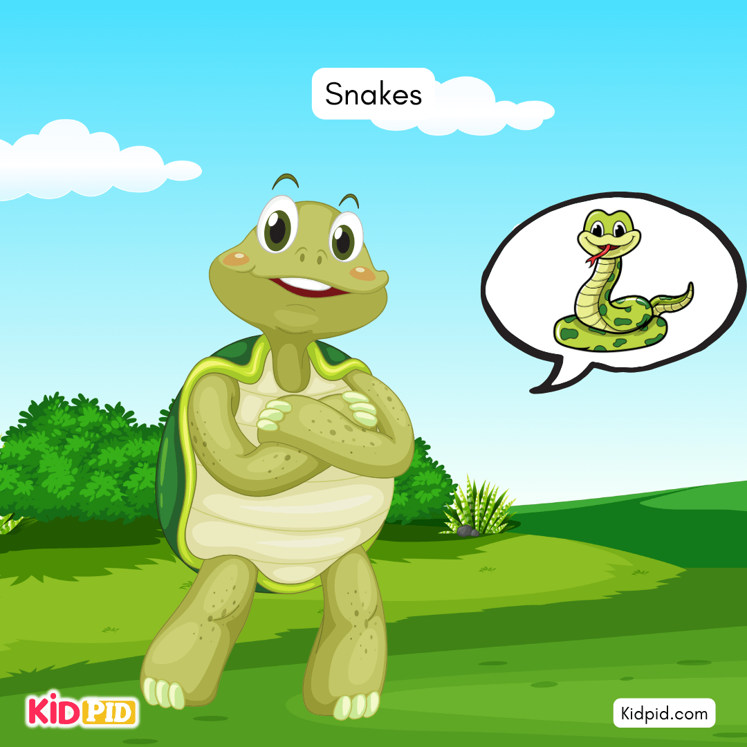 Fun Turtle & Tortoise Facts!