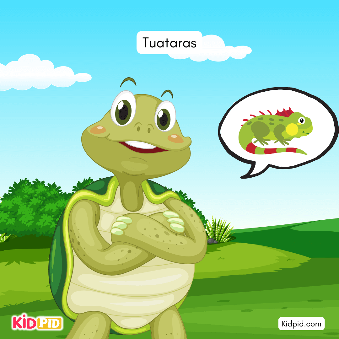 Fun Turtle & Tortoise Facts!