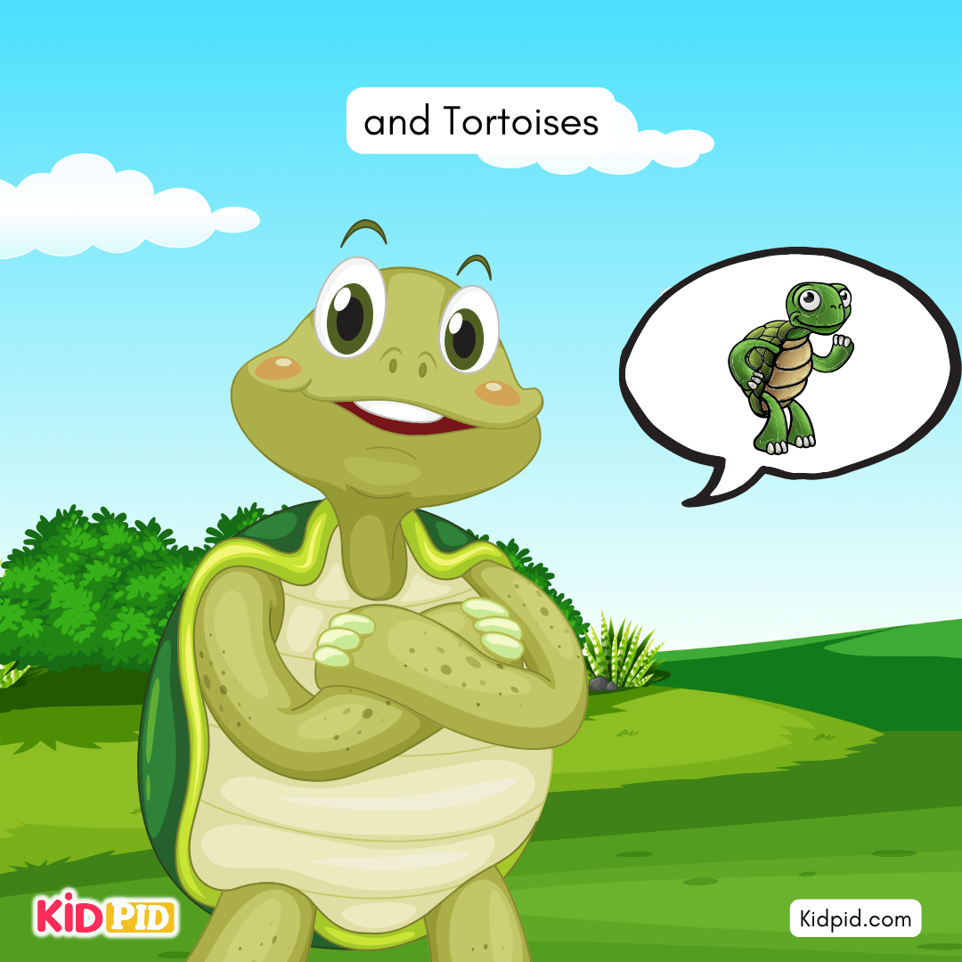 Fun Turtle & Tortoise Facts!