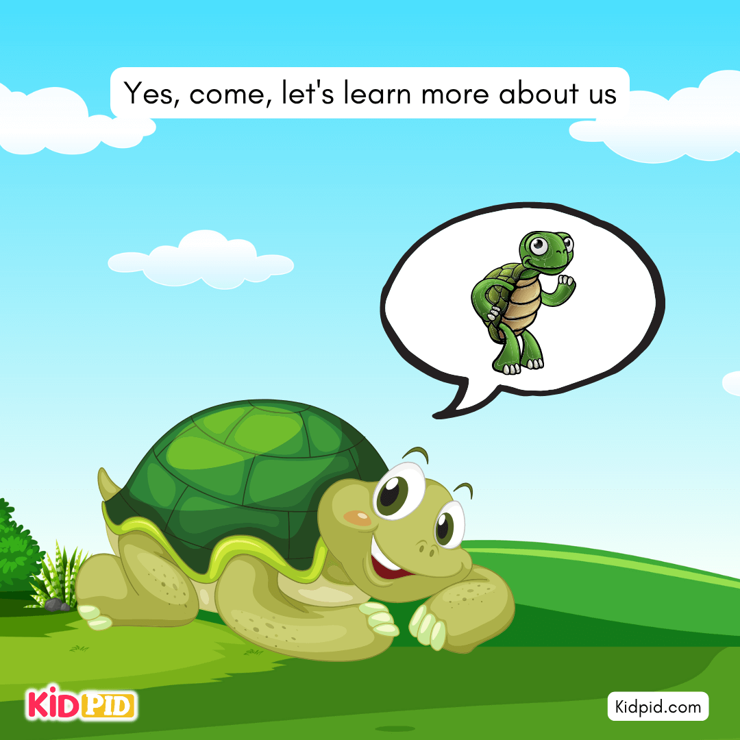 Fun Turtle & Tortoise Facts!