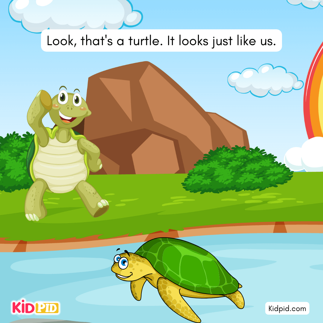Fun Turtle & Tortoise Facts!