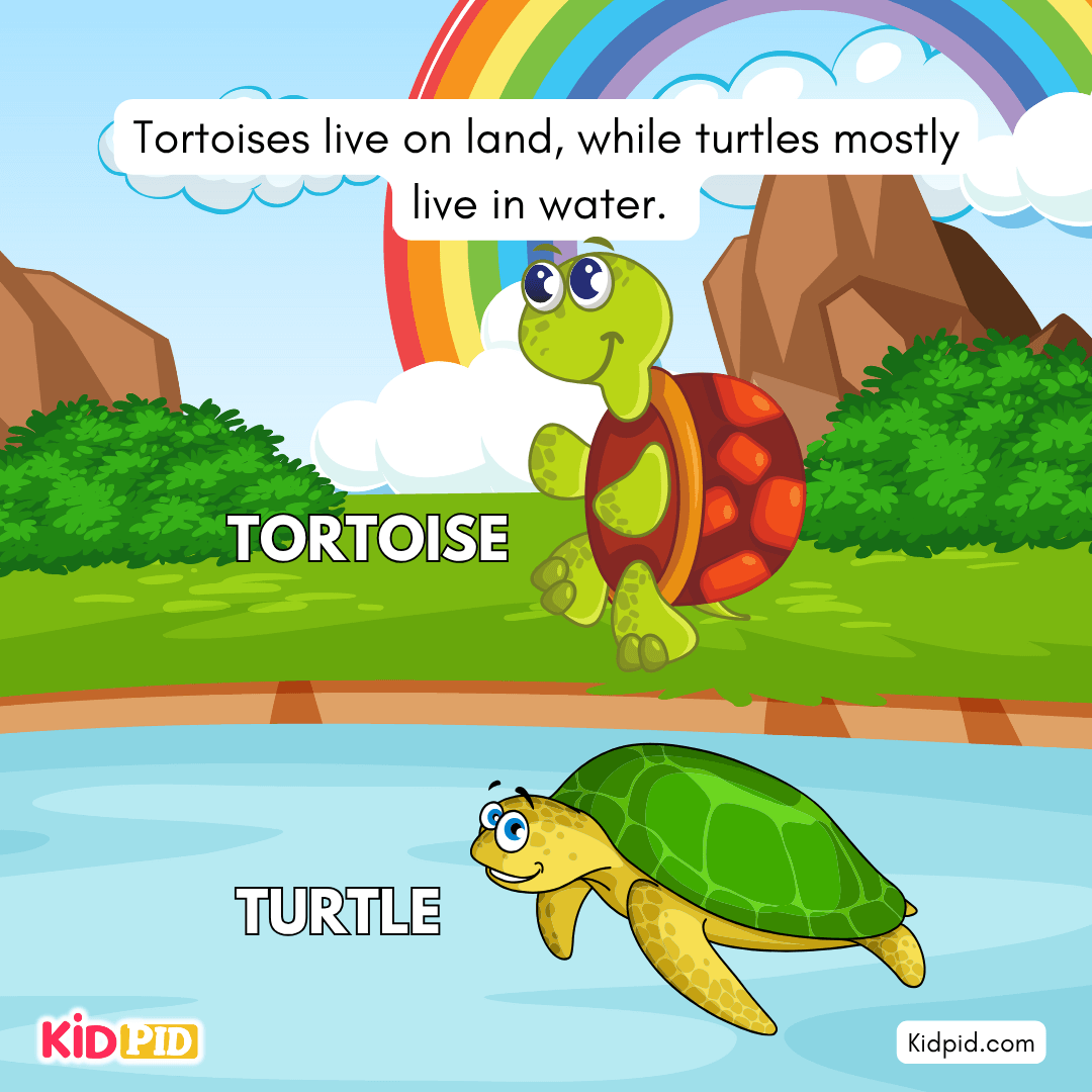 Fun Turtle & Tortoise Facts!