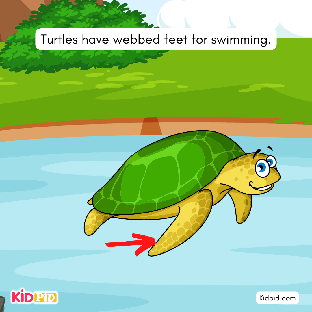 Fun Turtle & Tortoise Facts!