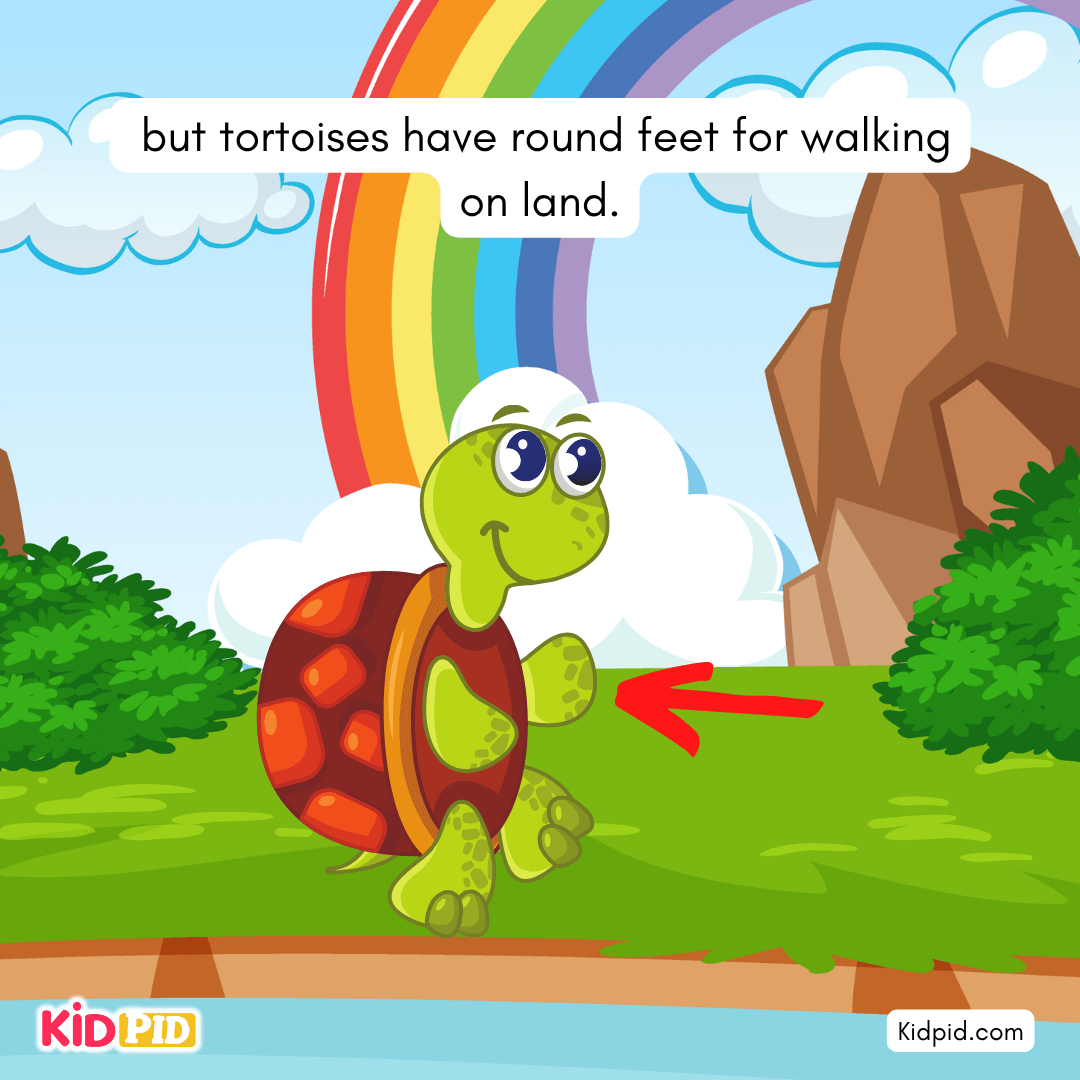 Fun Turtle & Tortoise Facts!