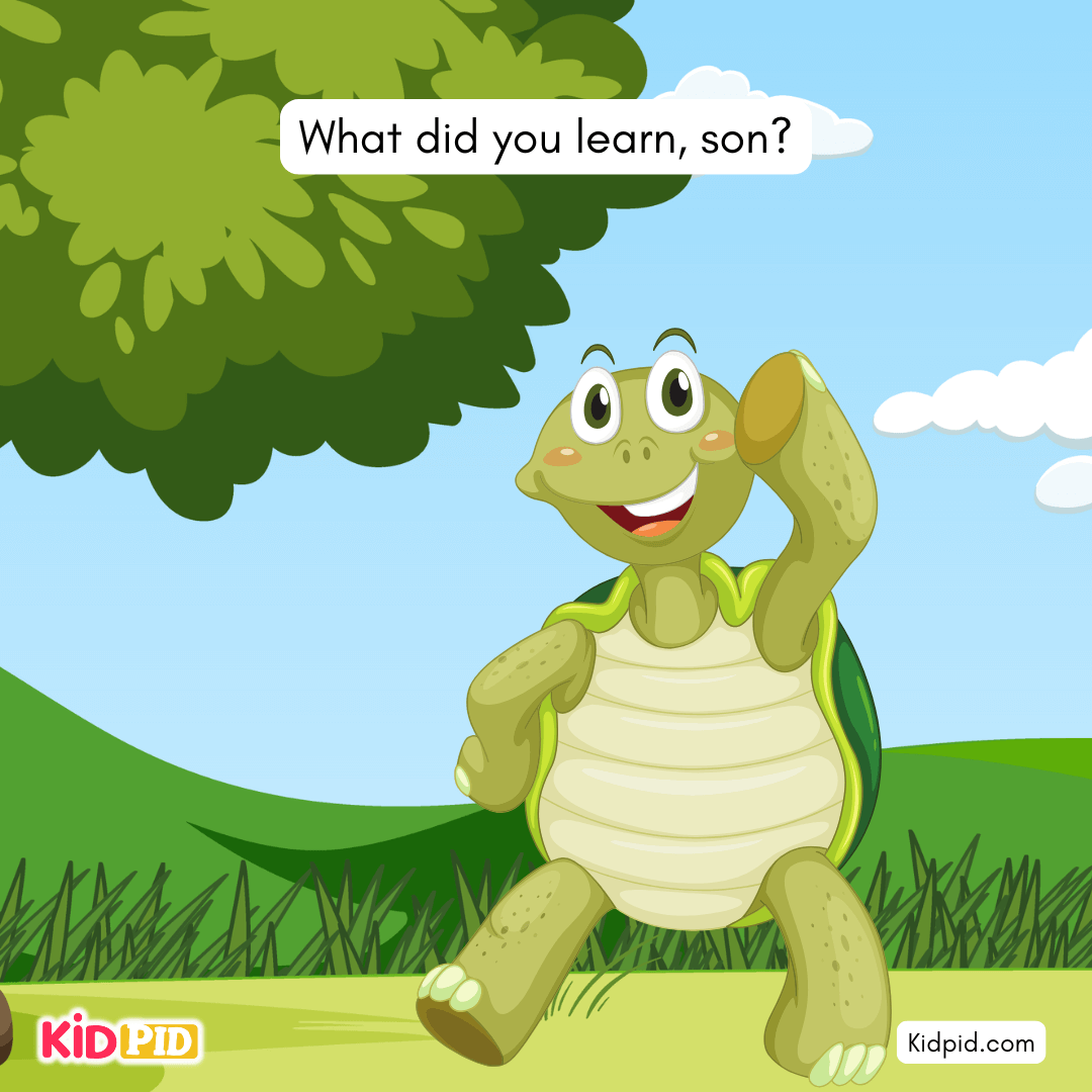 Fun Turtle & Tortoise Facts!