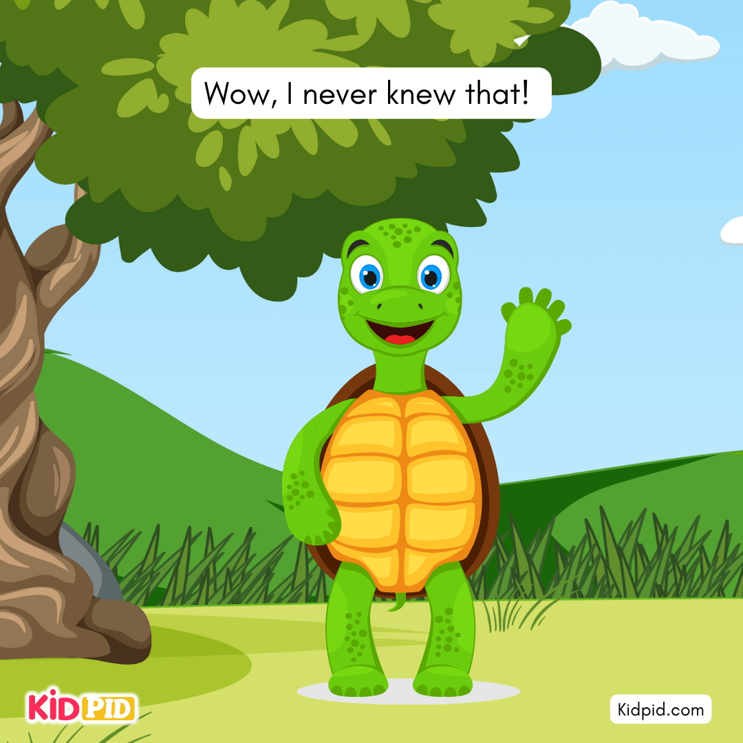 Fun Turtle & Tortoise Facts!