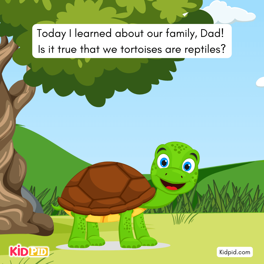 Fun Turtle & Tortoise Facts!