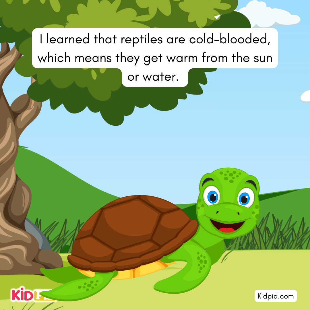 Fun Turtle & Tortoise Facts!