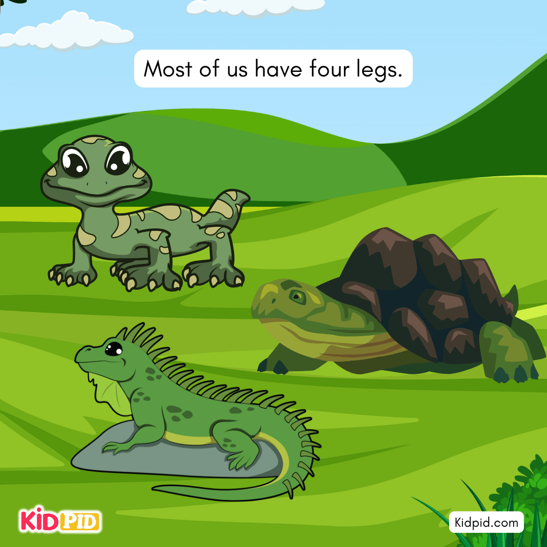 Fun Turtle & Tortoise Facts!