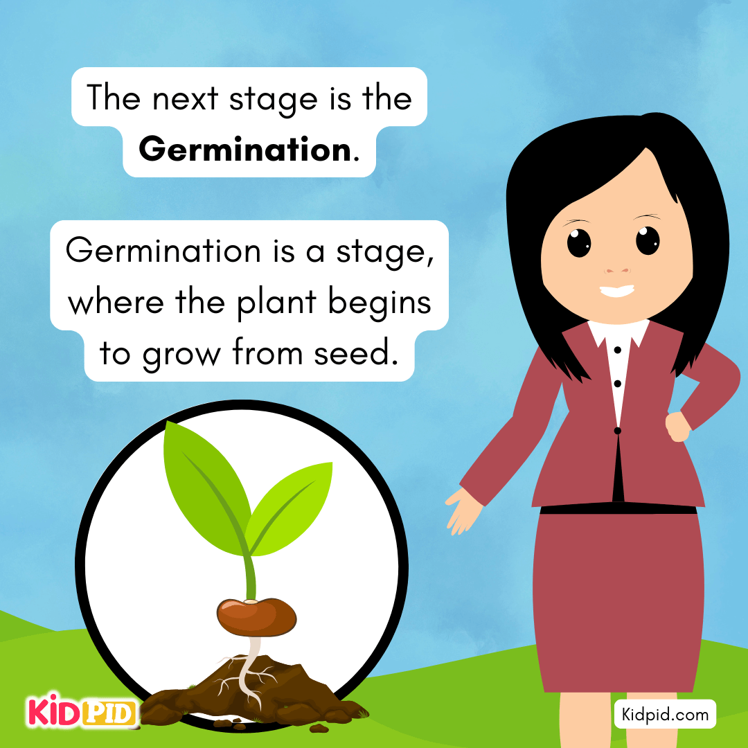 Learn the Plant Life Cycle Steps