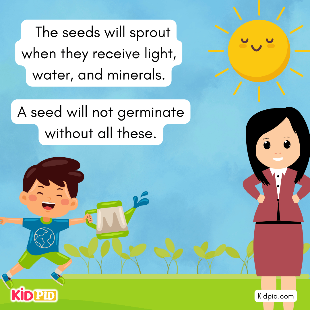 Learn the Plant Life Cycle Steps