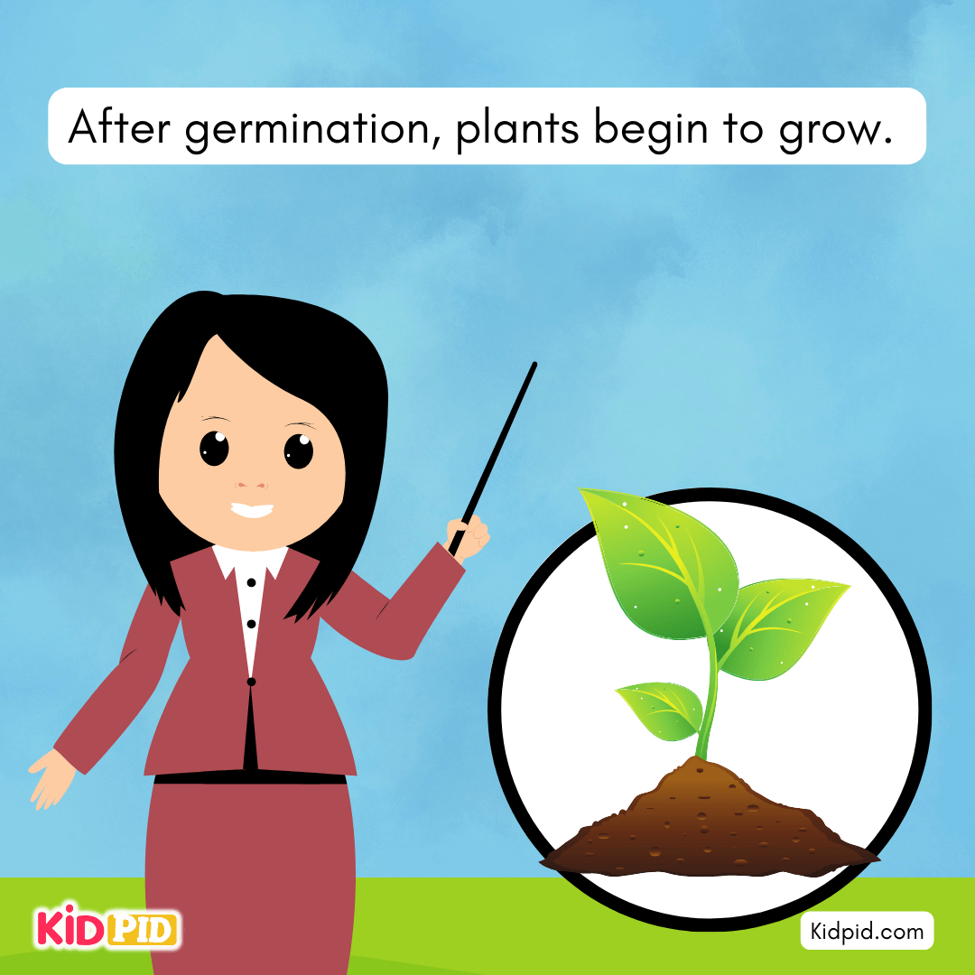 Learn the Plant Life Cycle Steps