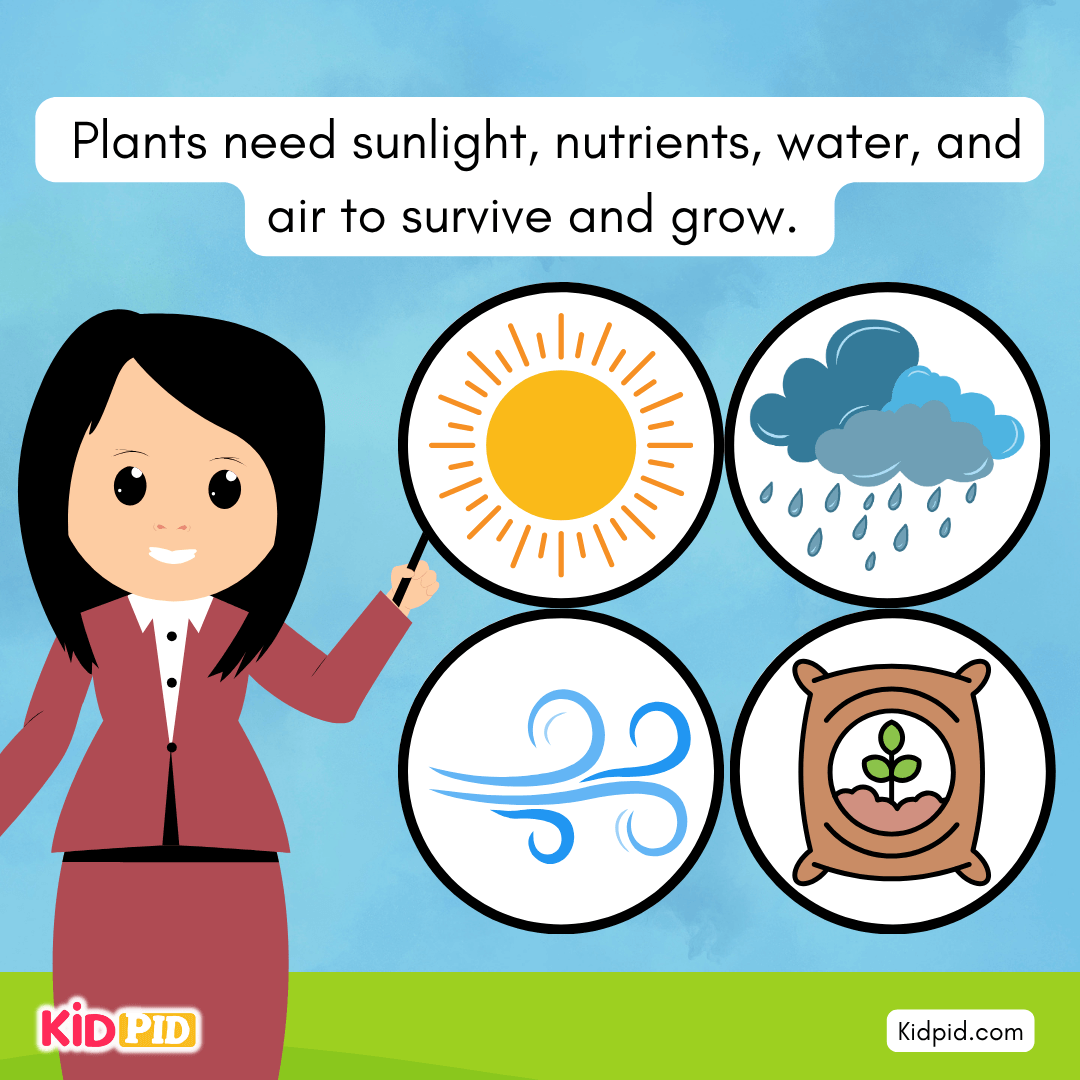 Learn the Plant Life Cycle Steps