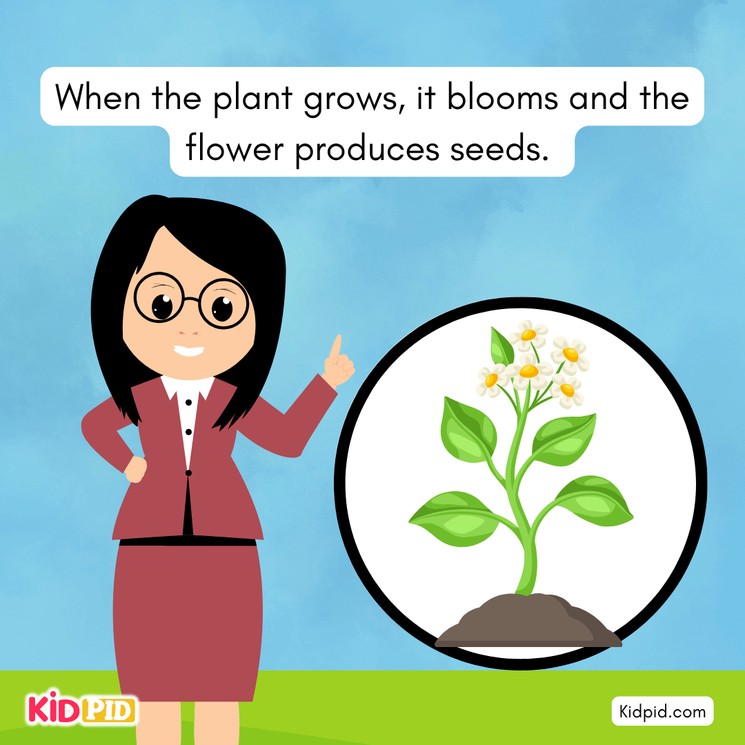 Learn the Plant Life Cycle Steps