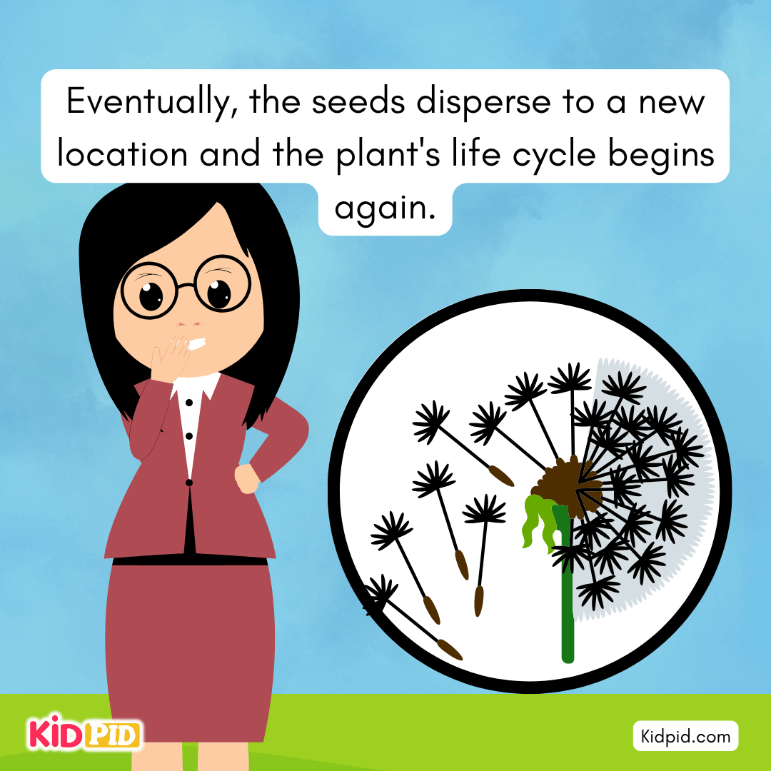 Learn the Plant Life Cycle Steps