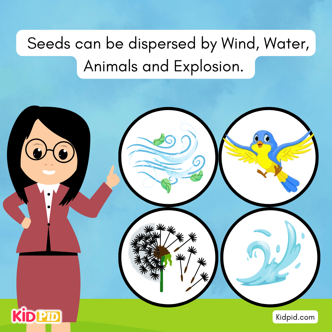 Learn the Plant Life Cycle Steps