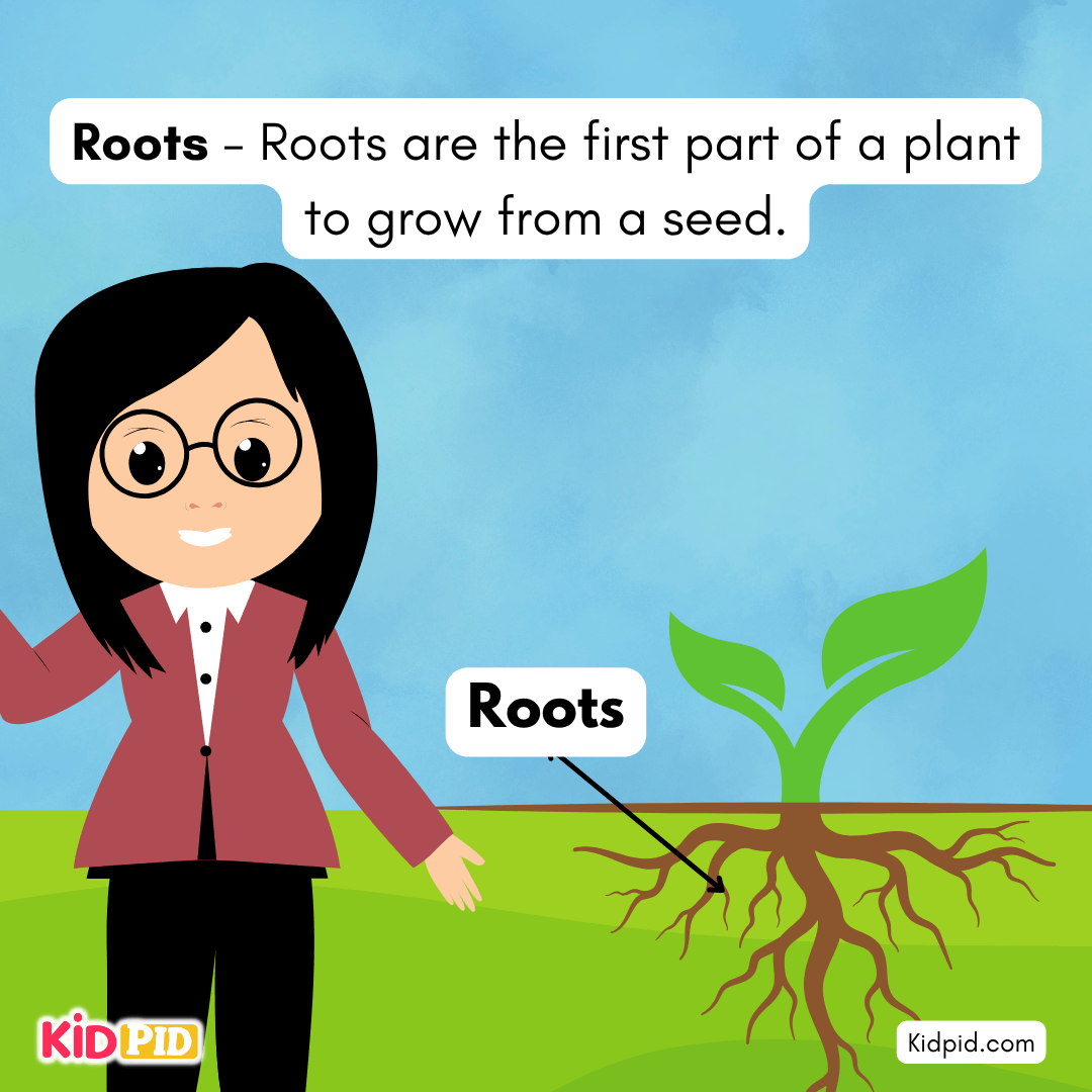 Learn the Plant Life Cycle Steps