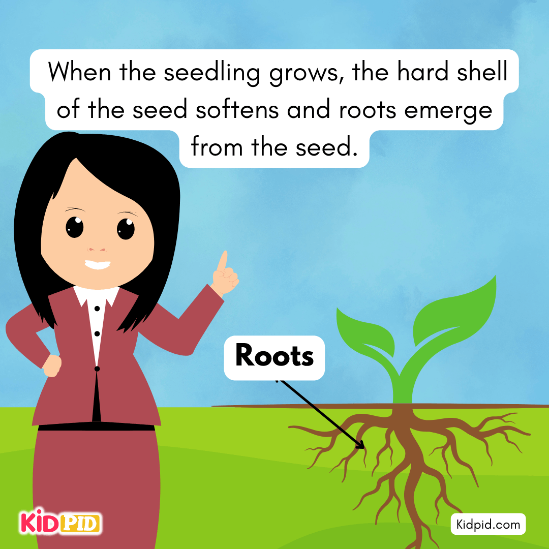 Learn the Plant Life Cycle Steps