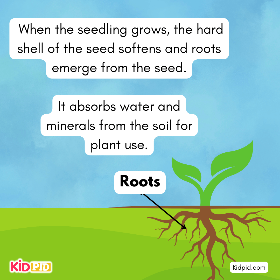 Learn the Plant Life Cycle Steps