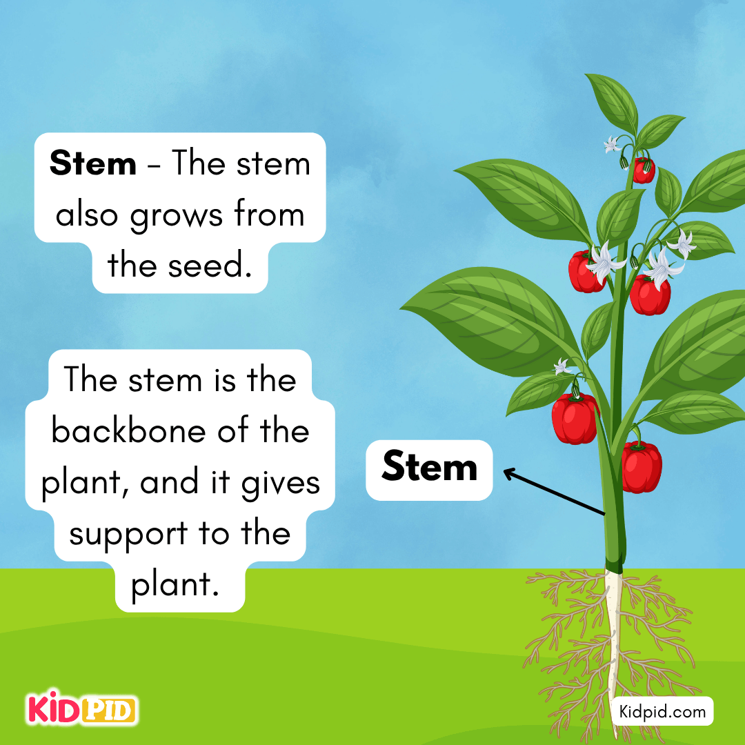 Learn the Plant Life Cycle Steps