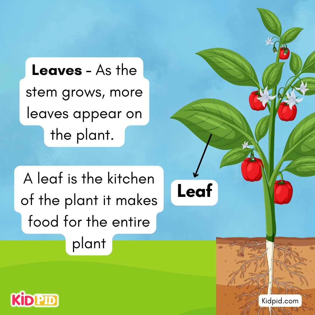 Learn the Plant Life Cycle Steps