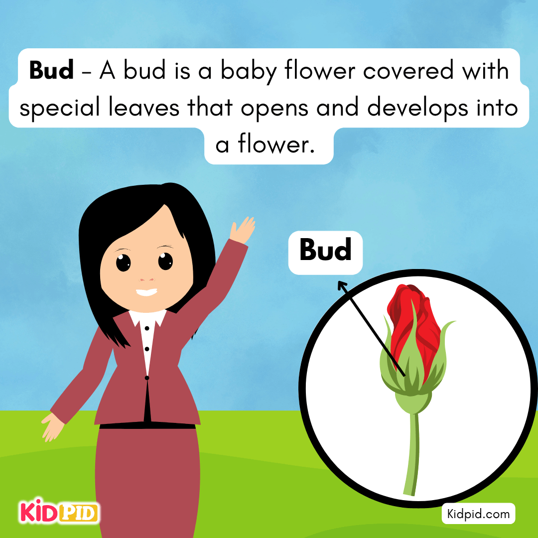 Learn the Plant Life Cycle Steps