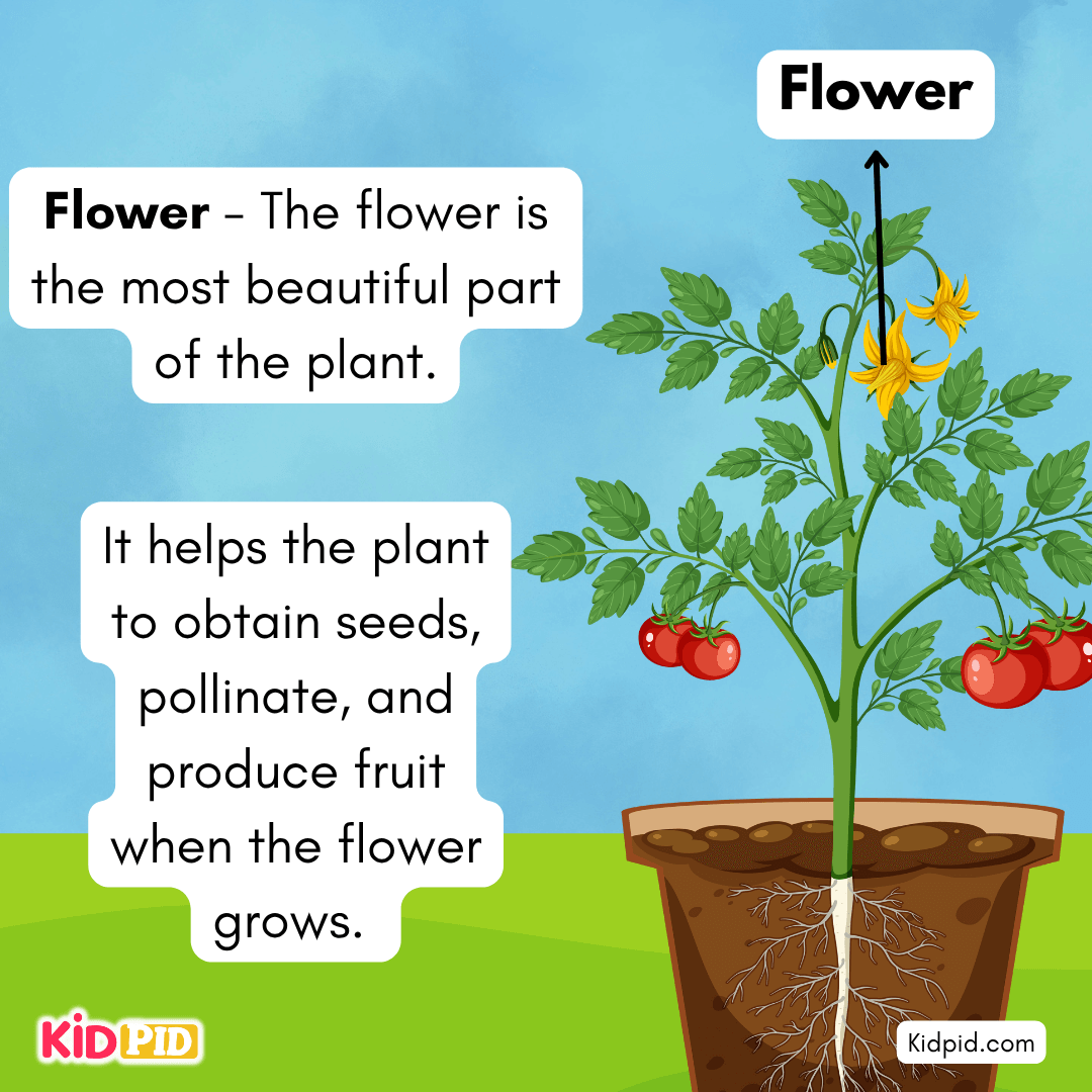 Learn the Plant Life Cycle Steps