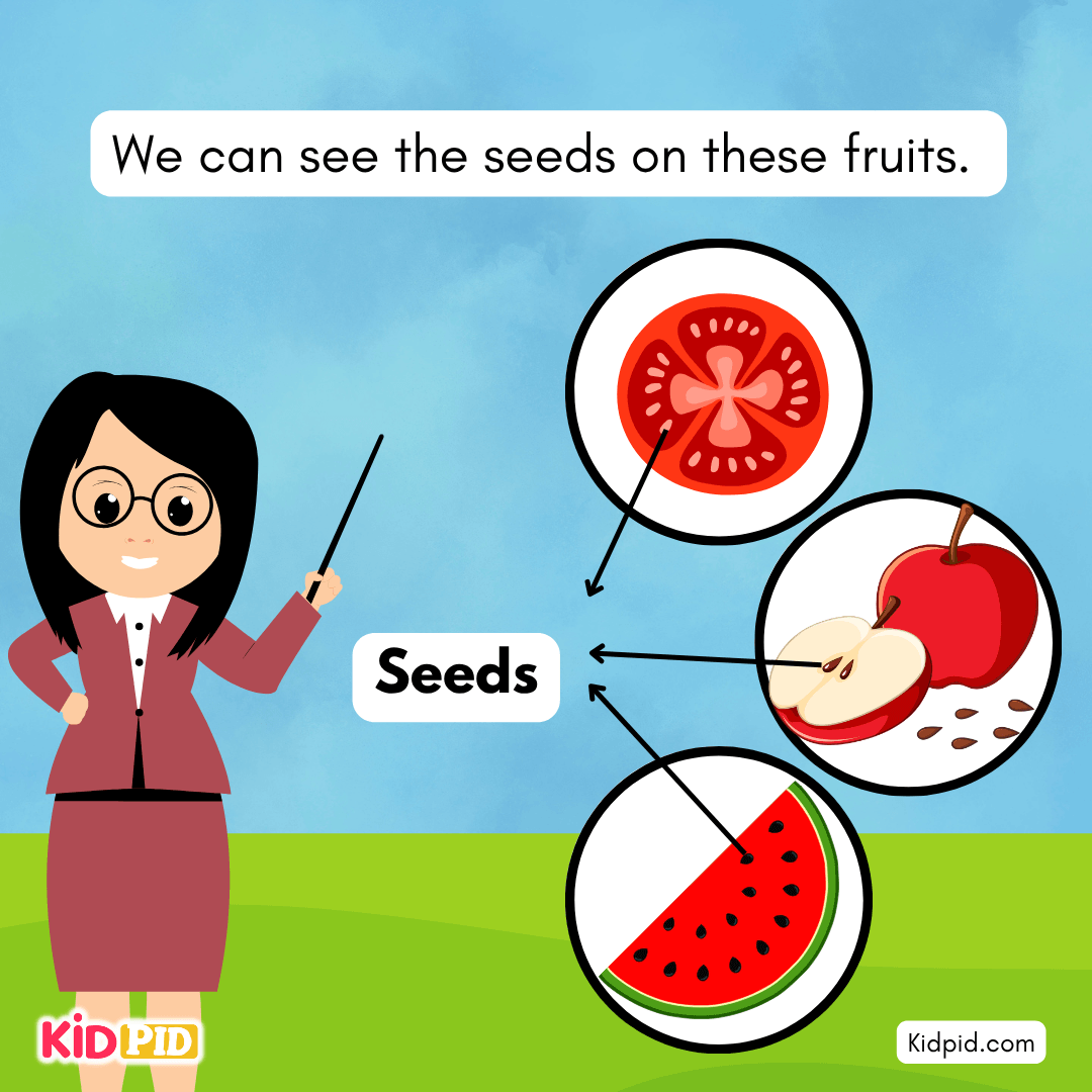 Learn the Plant Life Cycle Steps