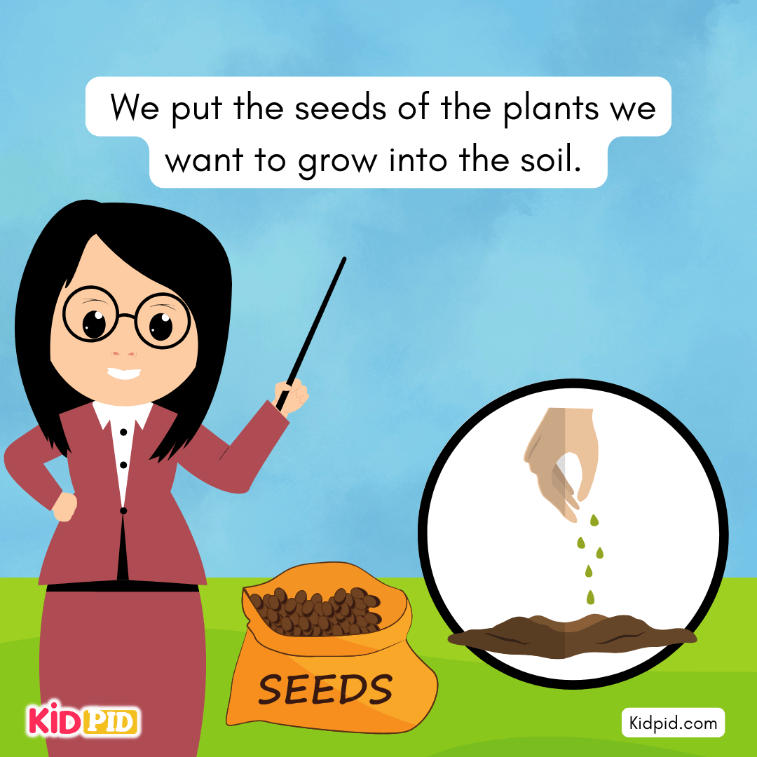 Learn the Plant Life Cycle Steps