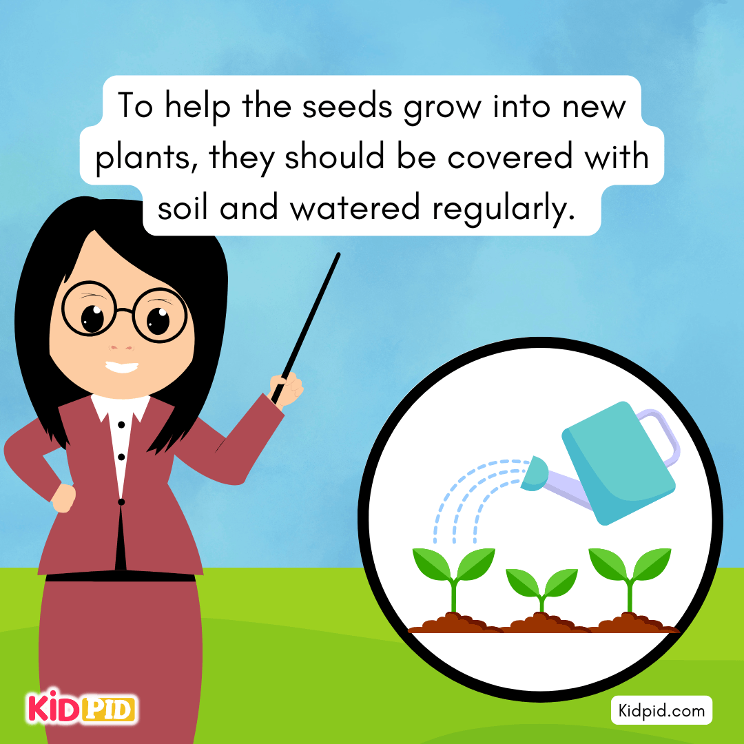 Learn the Plant Life Cycle Steps