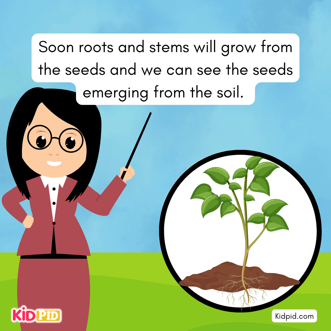 Learn the Plant Life Cycle Steps