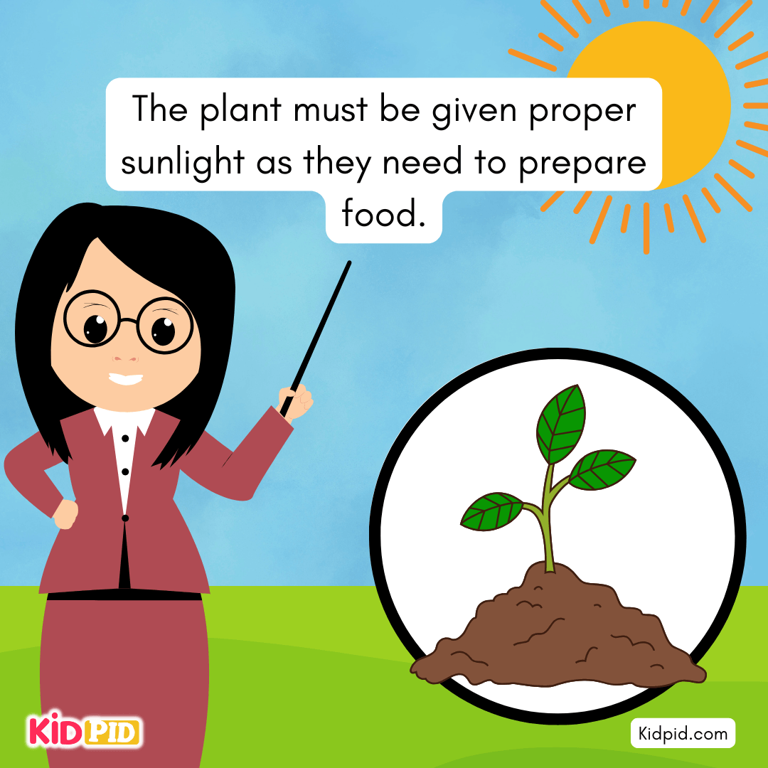 Learn the Plant Life Cycle Steps