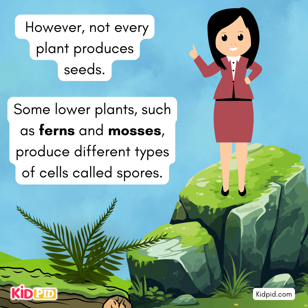 Learn the Plant Life Cycle Steps