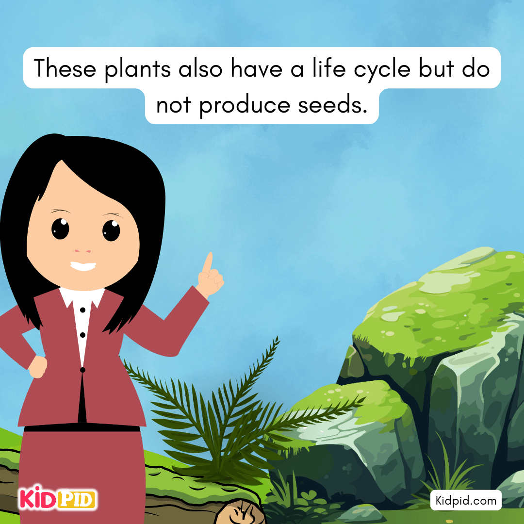 Learn the Plant Life Cycle Steps