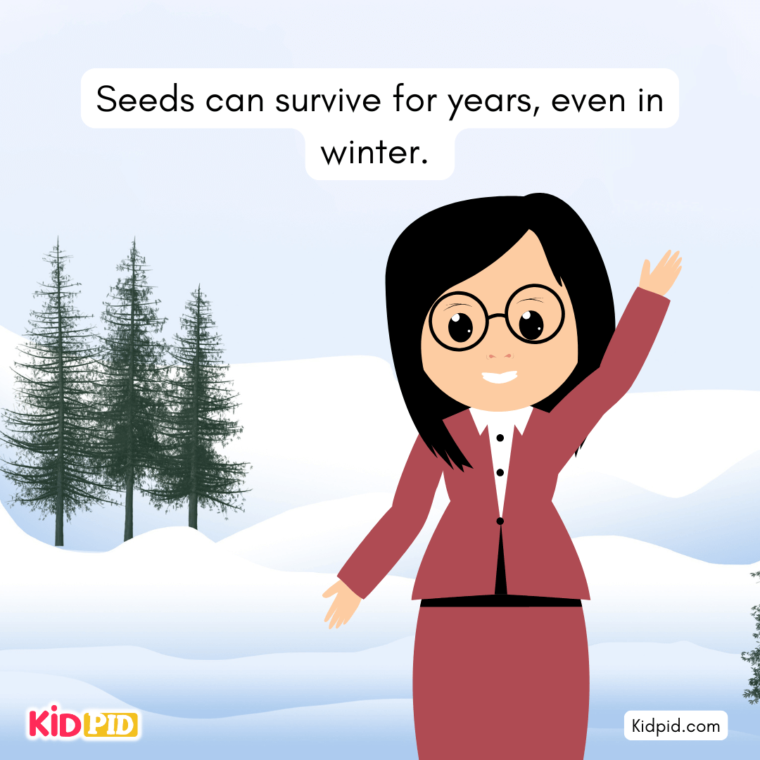 Learn the Plant Life Cycle Steps