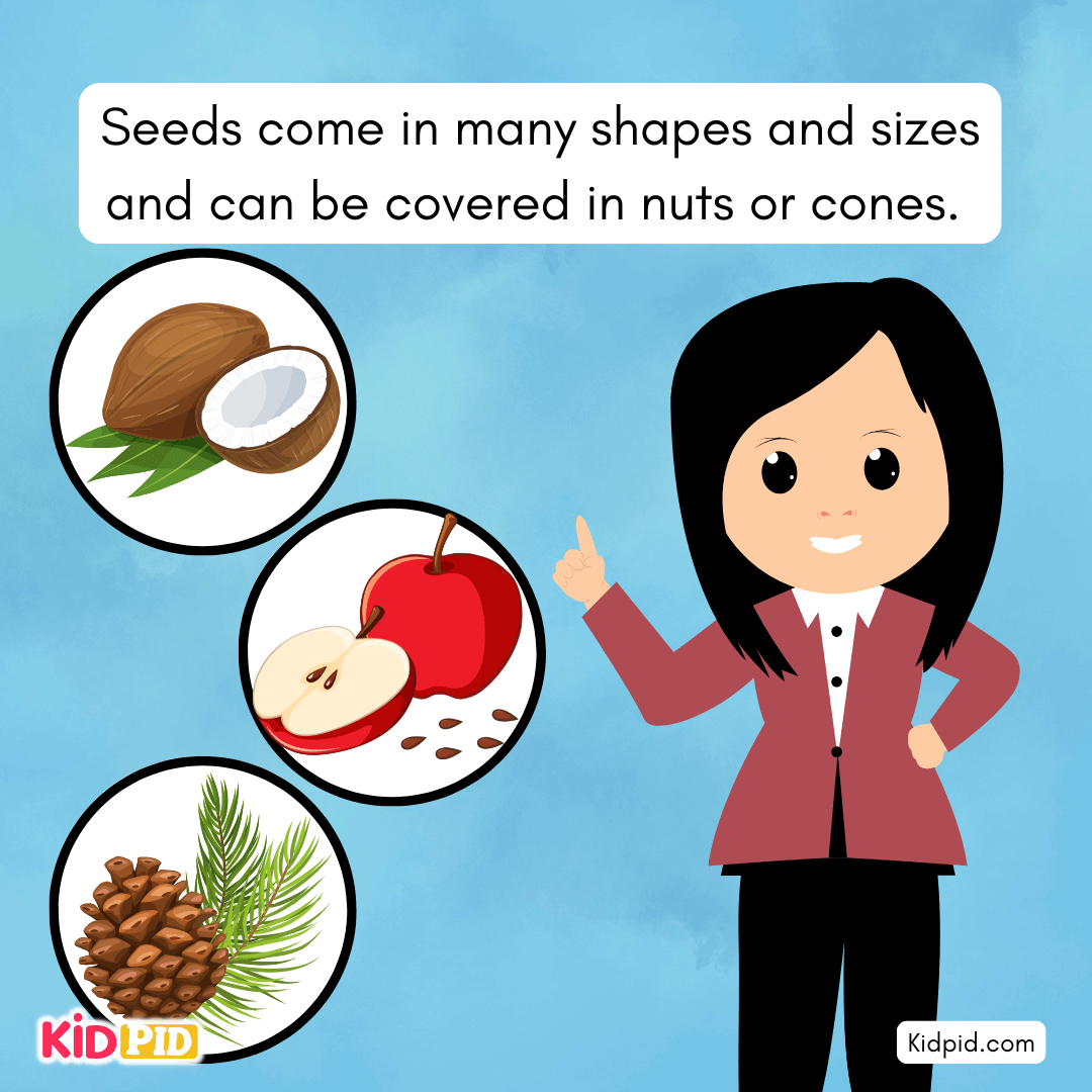 Learn the Plant Life Cycle Steps