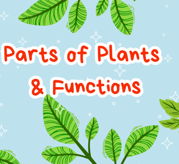 Parts of Plants & Functions