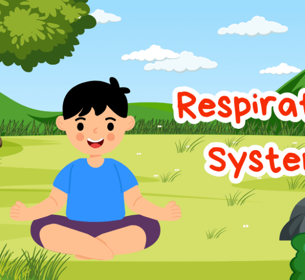 Respiratory System For Kids