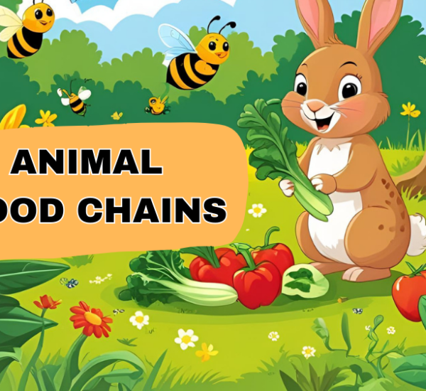 Food Chain – What Animals Eat and How It All Works