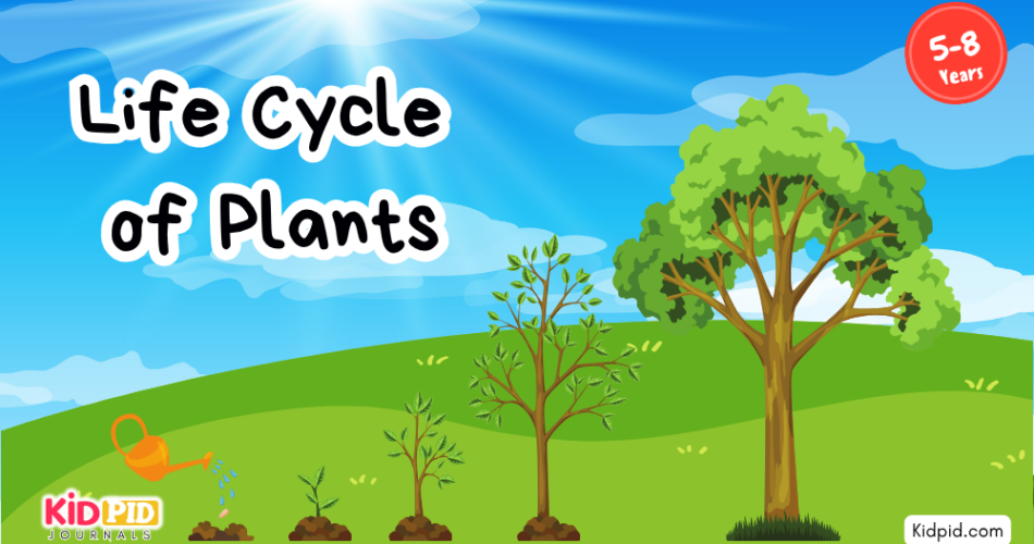 Learn the Plant Life Cycle Steps