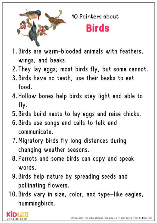 10 Pointers about Birds