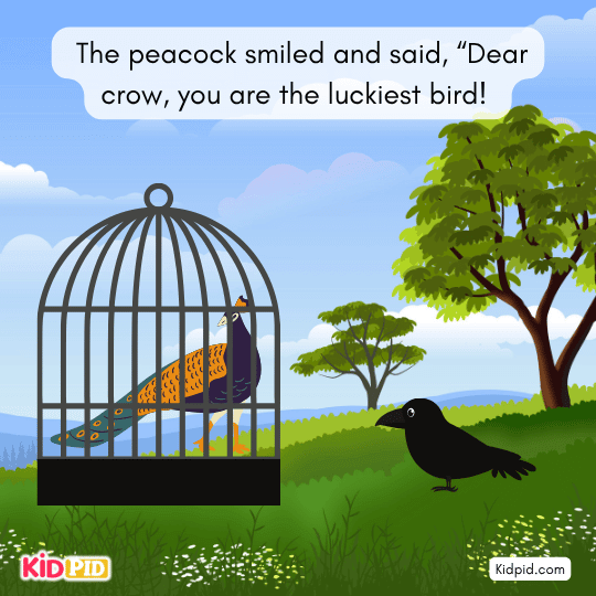 The peacock smiled and said, “Dear crow, you are the luckiest bird!