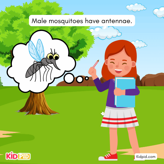 Male mosquitoes have antennae. - How Your Ear Works